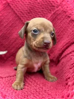 Sebastian - TINY baby!, a male Miniature Dachshund for sale in Visalia, CA – Photo 3 of 9