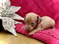 Sebastian - TINY baby!, a male Miniature Dachshund for sale in Visalia, CA – Photo 2 of 9
