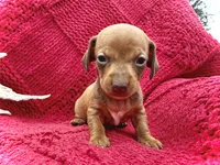 Sebastian - TINY baby!, a male Miniature Dachshund for sale in Visalia, CA – Photo 5 of 9