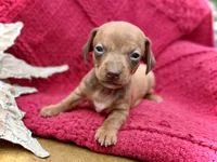 Sebastian - TINY baby!, a male Miniature Dachshund for sale in Visalia, CA – Photo 4 of 9