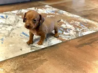 Sebastian - TINY baby!, a male Miniature Dachshund for sale in Visalia, CA – Photo 7 of 9