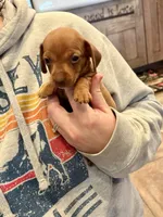Sebastian - TINY baby!, a male Miniature Dachshund for sale in Visalia, CA – Photo 8 of 9