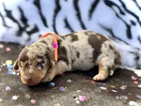 Bridget , a female Miniature Dachshund for sale in Visalia, CA – 2 of 4
