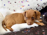 Summer , a female Miniature Dachshund for sale in Visalia, CA – 7 of 10