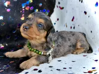 Parker *Long Haired* , a male Miniature Dachshund for sale in Visalia, CA – 7 of 7