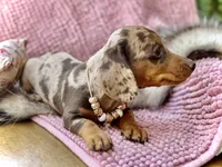Pixie , a female Miniature Dachshund for sale in Visalia, CA – 5 of 6