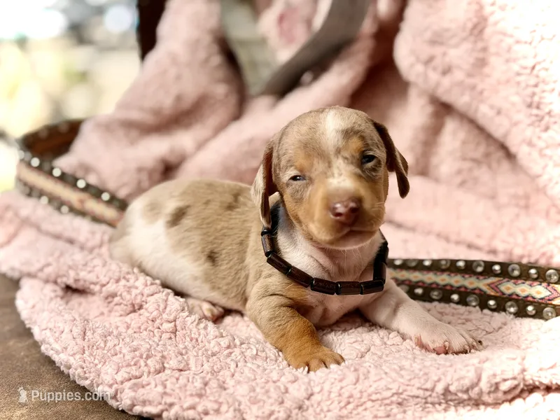 Chip *Tiny & Blue Eyes!* – Miniature Dachshund puppy on hold in Visalia, CA