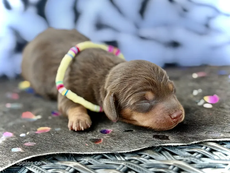 Tinker  – Miniature Dachshund puppy for sale in Visalia, CA