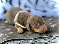 Tinker , a female Miniature Dachshund for sale in Visalia, CA – 1 of 2