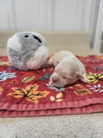 Chloe, a female Maltipoo for sale in Seymour, MO – 5 of 5