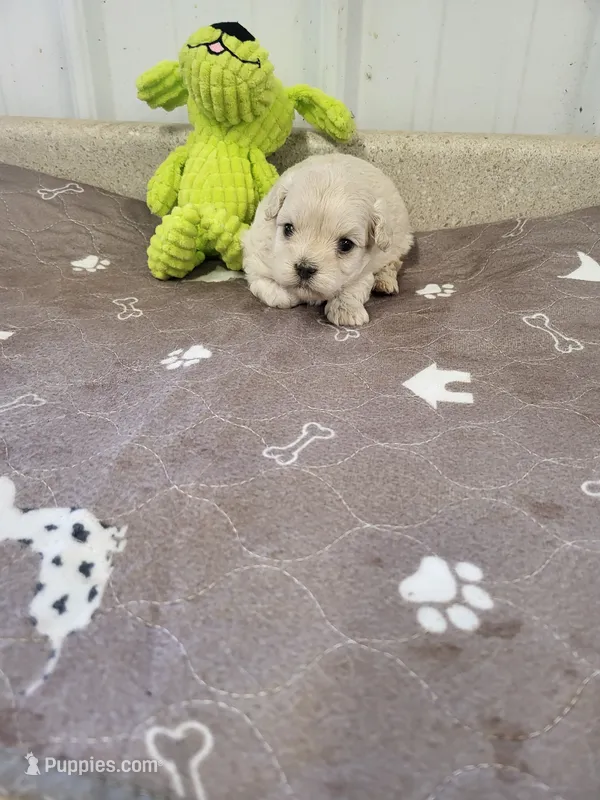 Cooper – Maltipoo puppy for sale in Seymour, MO