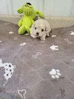 Oliver, a male Maltipoo for sale in Seymour, MO – 2 of 6
