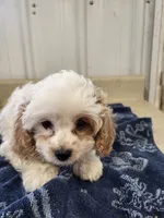 Buddy, a male Cavapoo for sale in Seymour, MO – 2 of 5