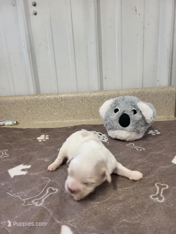 Cooper – Maltipoo puppy for sale in Seymour, MO
