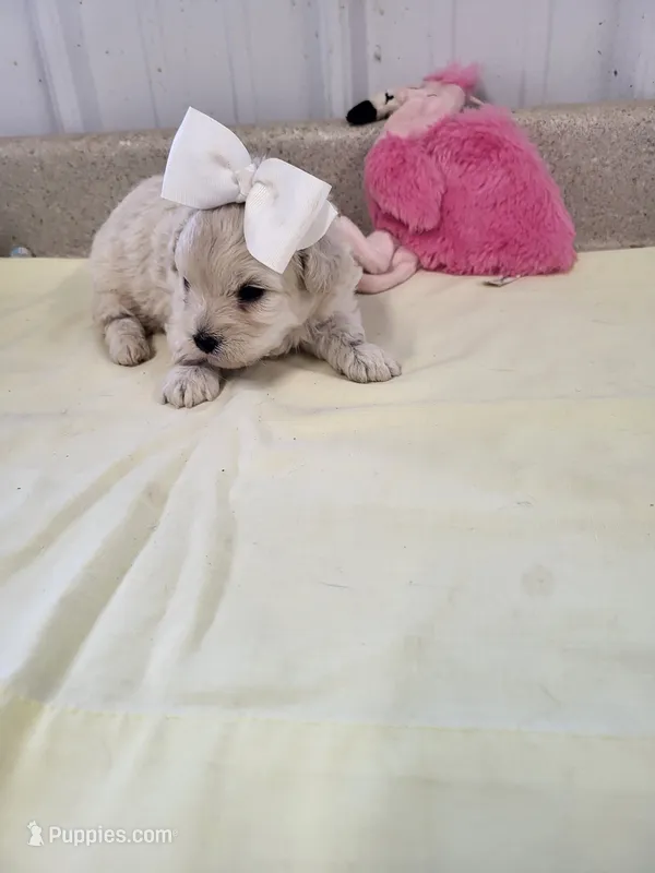 Chloe – Maltipoo puppy for sale in Seymour, MO