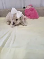 Zoey, a female Maltipoo for sale in Seymour, MO – 2 of 5