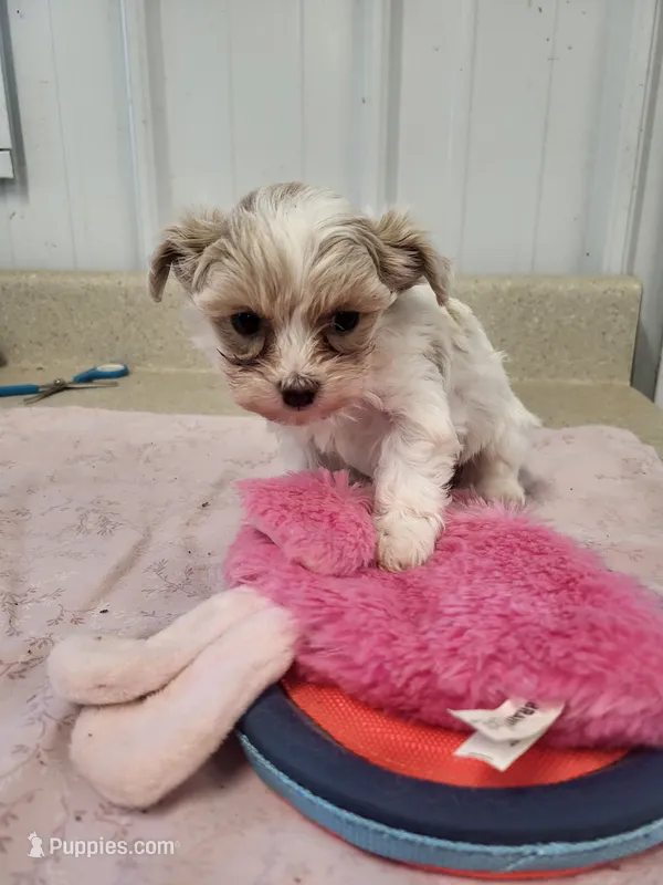 Annie – Maltipoo puppy for sale in Seymour, MO