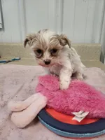 Annie, a female Maltipoo for sale in Seymour, MO – 1 of 3