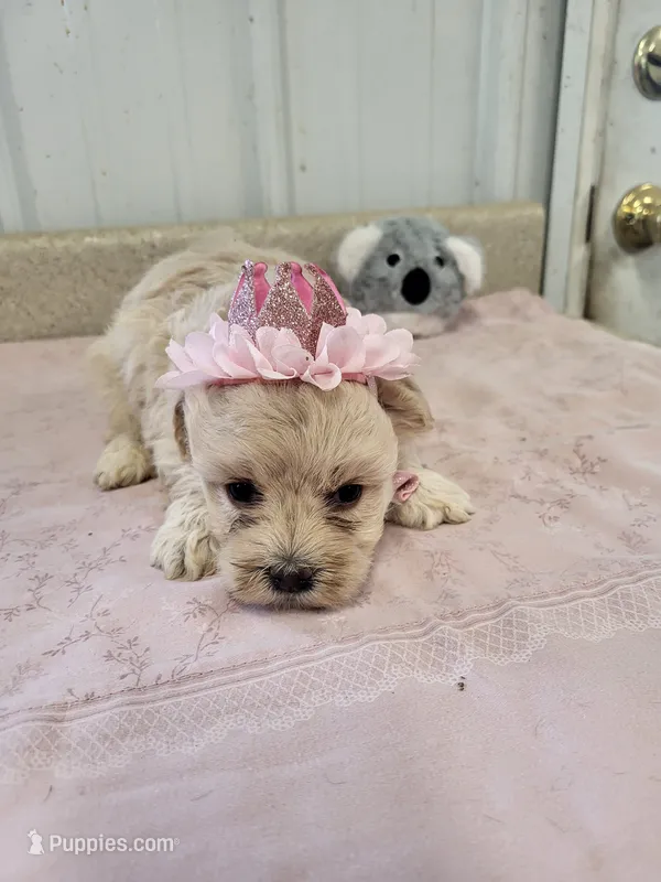 Chloe – Maltipoo puppy for sale in Seymour, MO