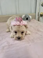Zoey, a female Maltipoo for sale in Seymour, MO – 1 of 5