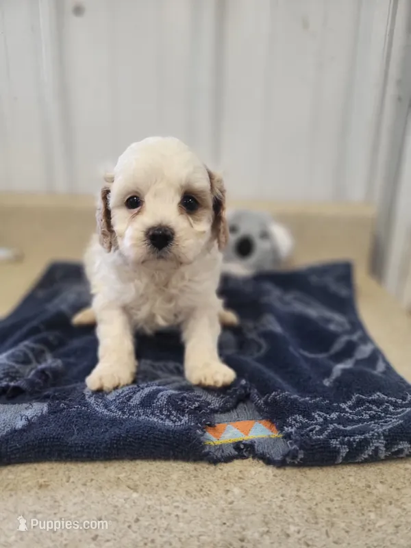 Buddy – Cavapoo puppy for sale in Seymour, MO