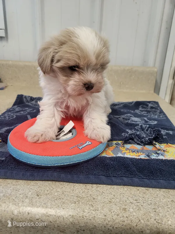 Billy, a male Maltipoo for sale in Seymour, MO – 1 of 3