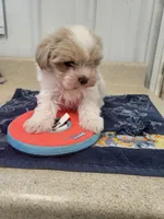 Billy, a male Maltipoo for sale in Seymour, MO – 1 of 3