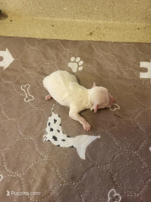 Annie – Maltipoo puppy for sale in Seymour, MO