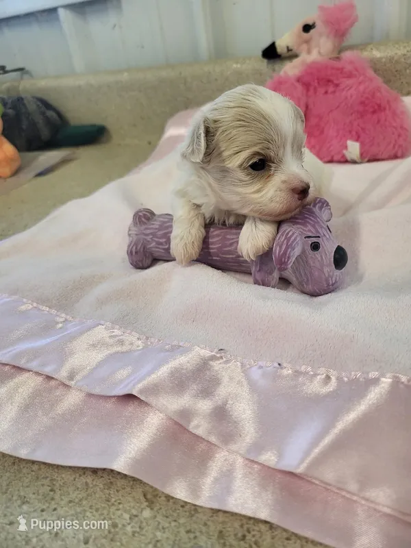 Annie – Maltipoo puppy for sale in Seymour, MO