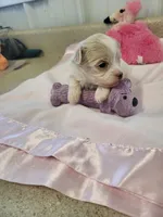 Annie, a female Maltipoo for sale in Seymour, MO – 2 of 3