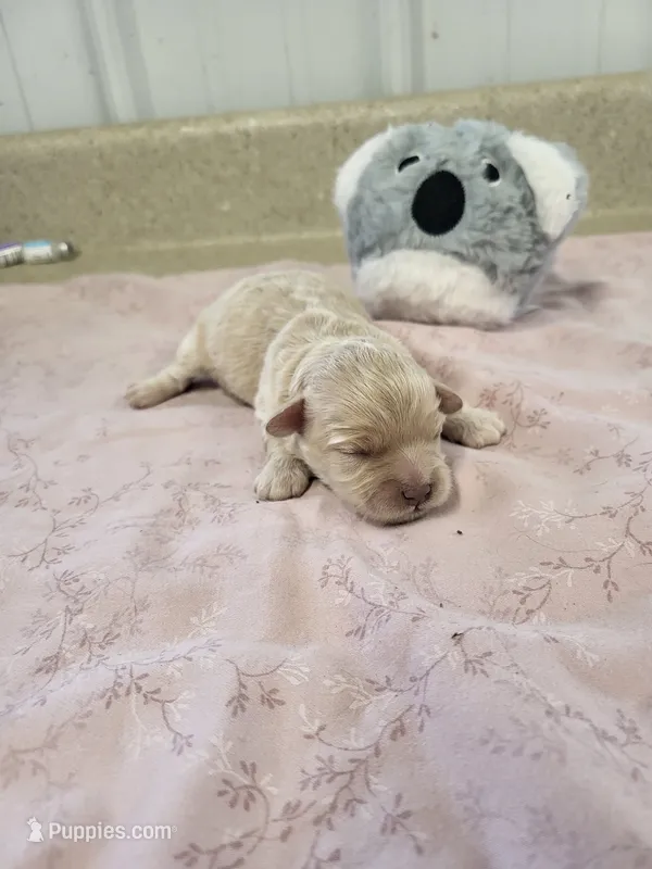 Oliver – Maltipoo puppy for sale in Seymour, MO