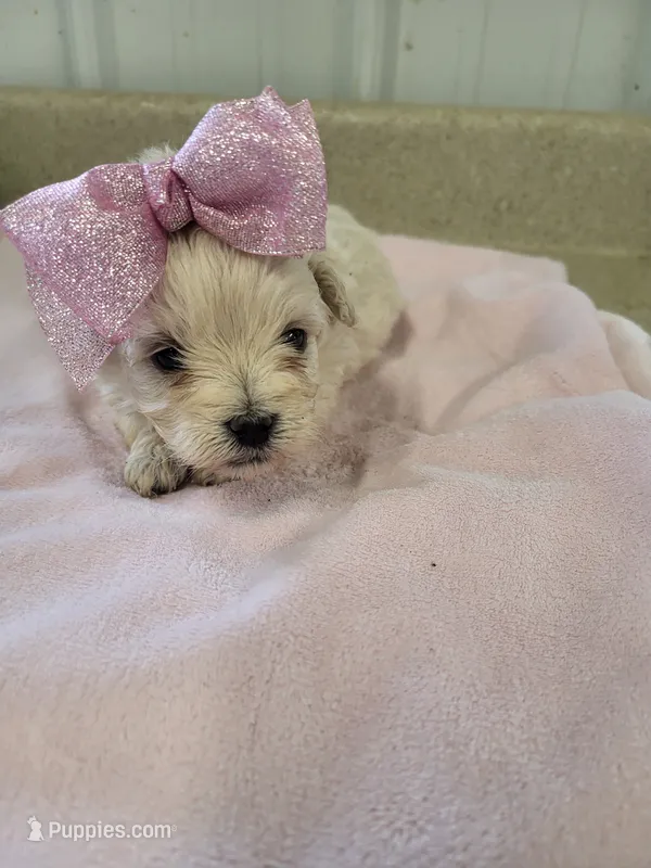 Zoey – Maltipoo puppy for sale in Seymour, MO