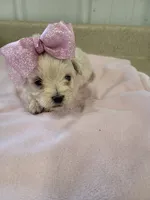 Bella, a female Maltipoo for sale in Seymour, MO – 2 of 5