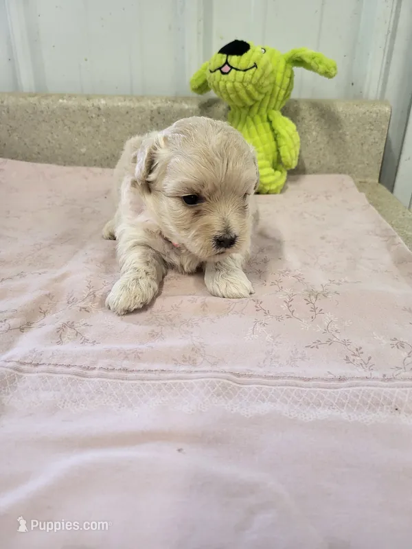 Oliver – Maltipoo puppy for sale in Seymour, MO