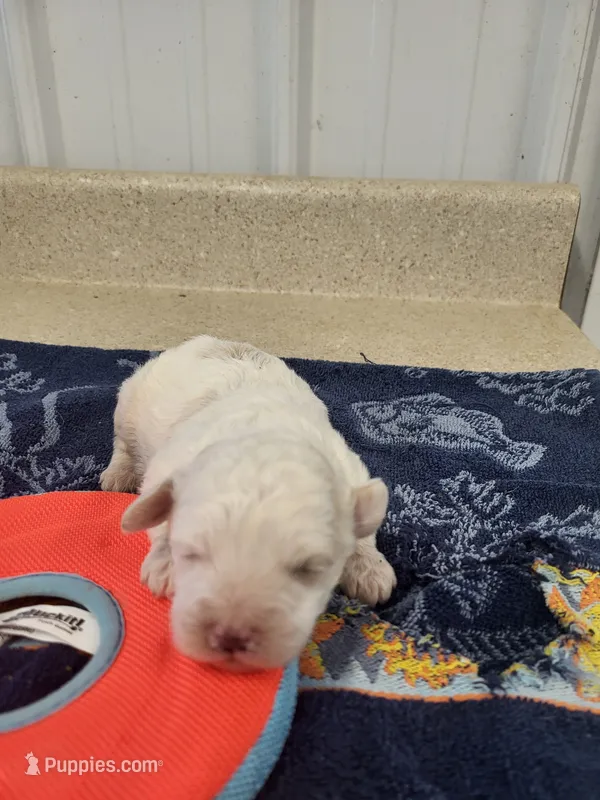 Buddy – Cavapoo puppy for sale in Seymour, MO