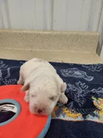 Buddy, a male Cavapoo for sale in Seymour, MO – 1 of 1