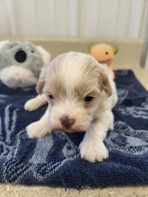 Billy – Maltipoo puppy for sale in Seymour, MO