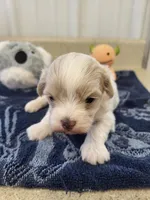 Billy, a male Maltipoo for sale in Seymour, MO – 2 of 3