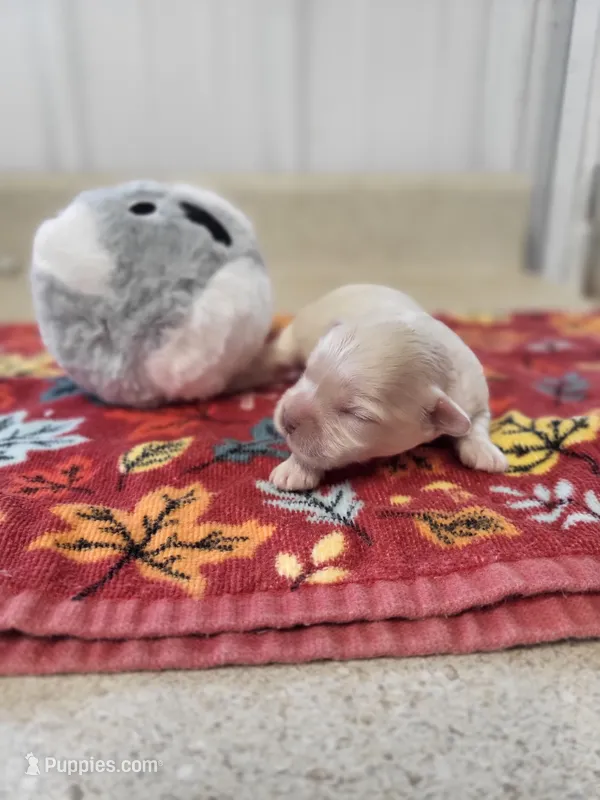 Bella – Maltipoo puppy for sale in Seymour, MO