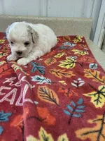 Chloe, a female Maltipoo for sale in Seymour, MO – 3 of 5