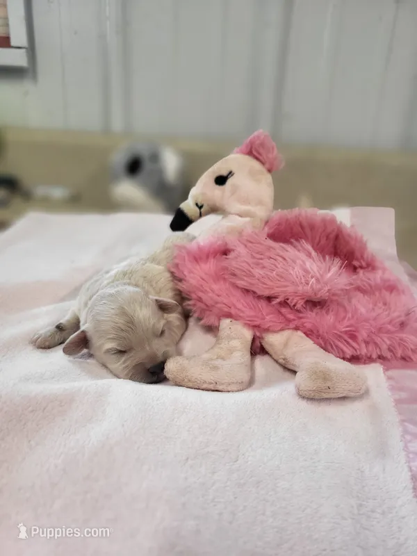 Chloe – Maltipoo puppy for sale in Seymour, MO