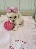 Bella, a female Maltipoo for sale in Seymour, MO – 1 of 5