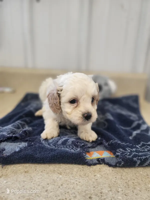 Buddy – Cavapoo puppy for sale in Seymour, MO