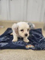 Buddy, a male Cavapoo for sale in Seymour, MO – 2 of 3