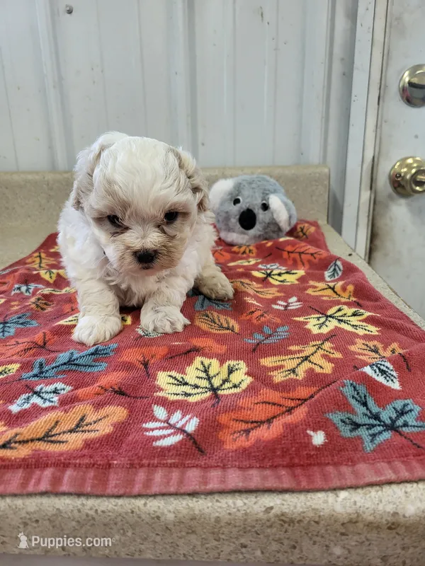 Bella – Maltipoo puppy for sale in Seymour, MO