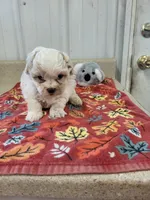 Chloe, a female Maltipoo for sale in Seymour, MO – 1 of 5