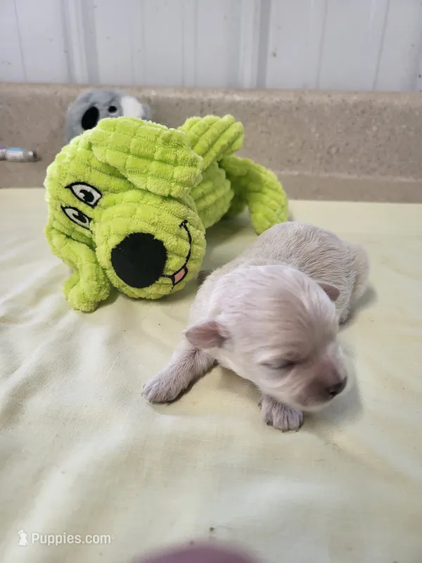 Zoey – Maltipoo puppy for sale in Seymour, MO
