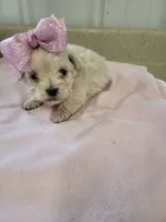 Bella, a female Maltipoo for sale in Seymour, MO – 3 of 5