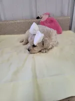 Zoey, a female Maltipoo for sale in Seymour, MO – 3 of 5