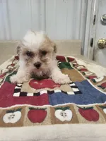 Sophia, a female Cavapoo for sale in Seymour, MO – 1 of 1